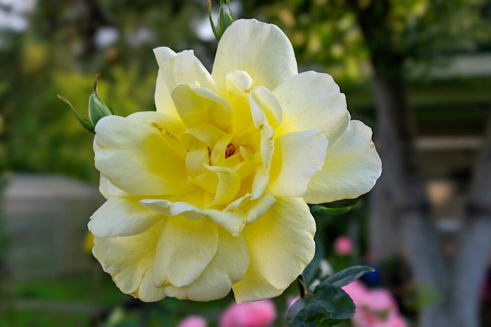 Photograph by Alex P