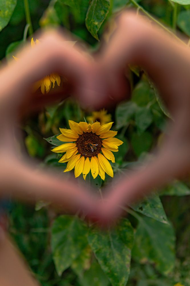 Photograph by Diony Alexander Sánchez Estevez