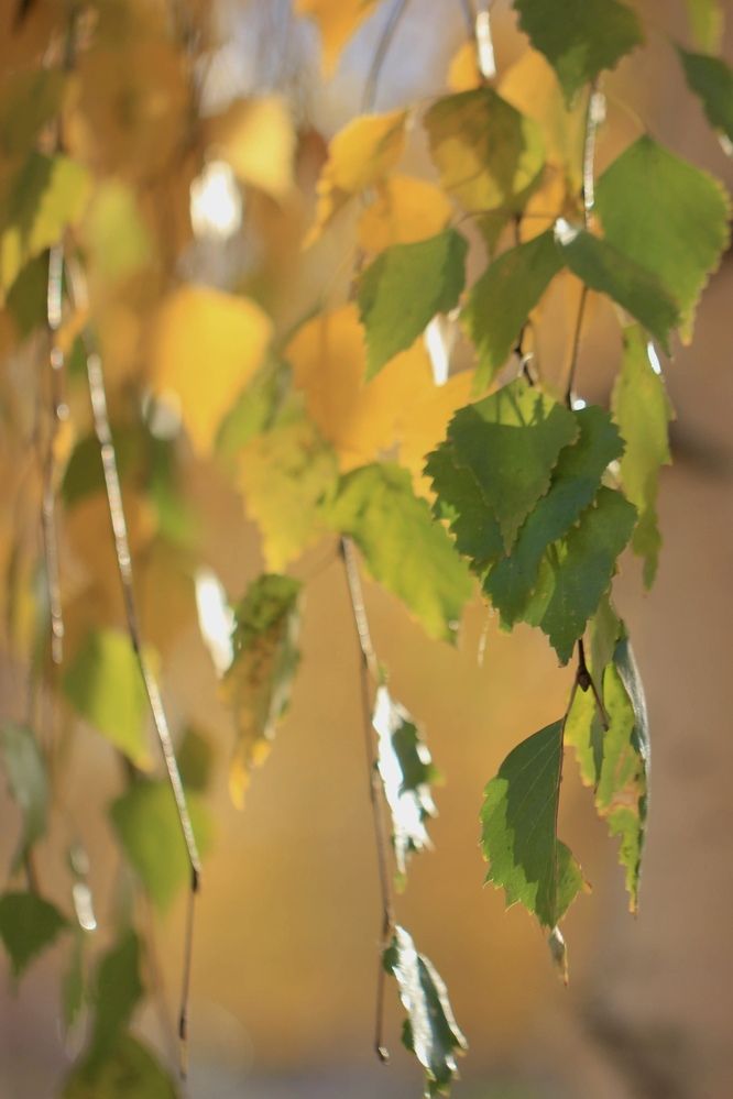 Фотография автора Ираида Гайфуллина