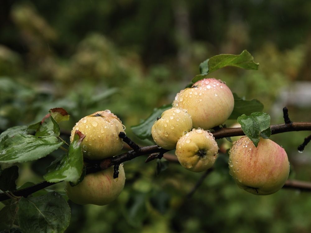 Photograph by Angelica Medvedeva