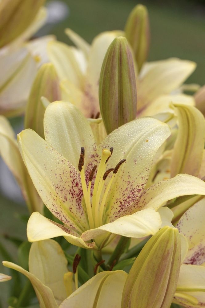 Фотография автора Ираида Гайфуллина