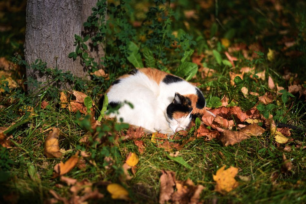 Photograph by Ирина Ященко