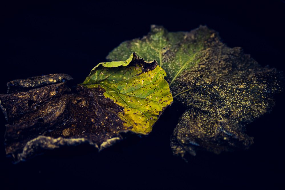 Photograph by Оксана Серёгина