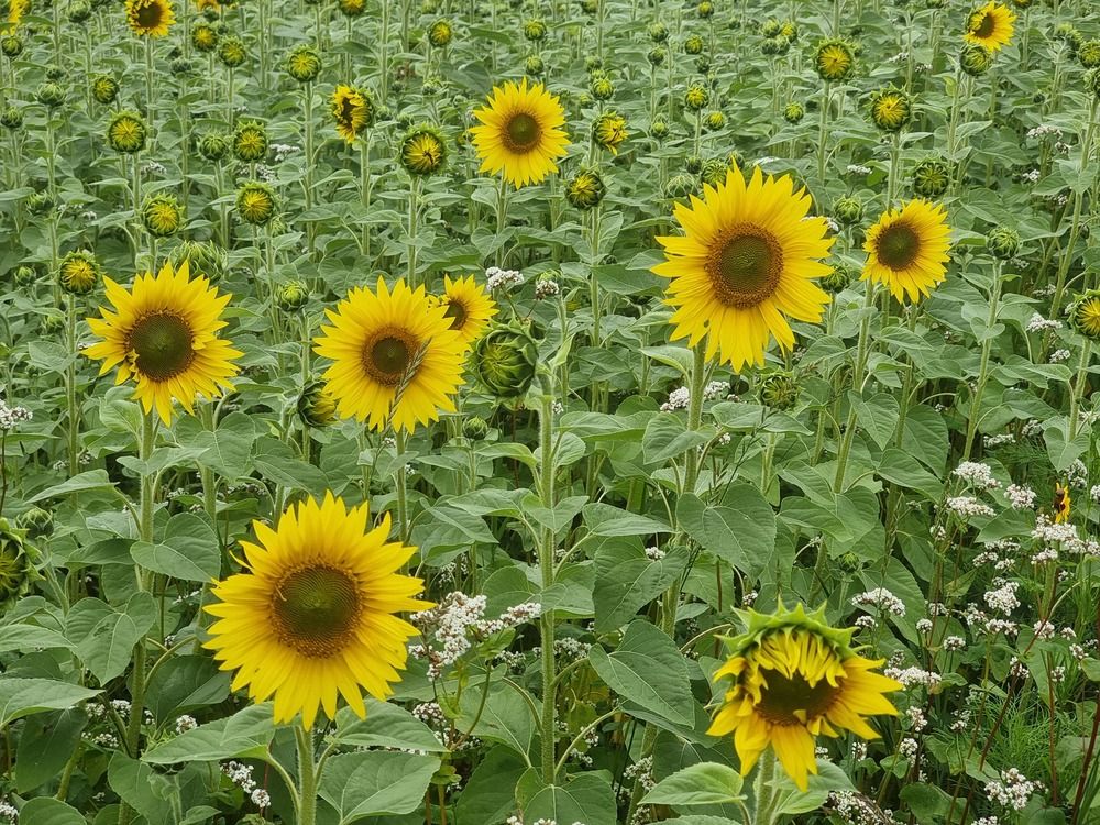 Photograph by Васька Свищ