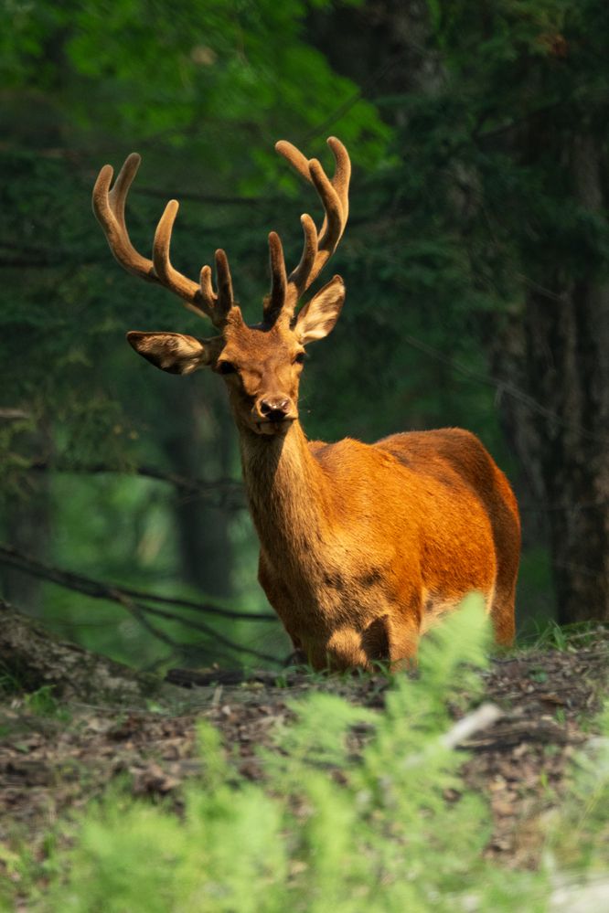 Photograph by Карина Онисенко