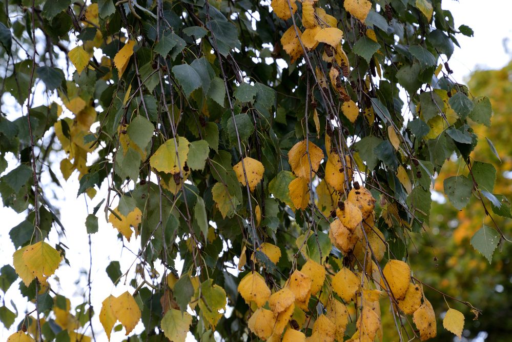 Photograph by Мирон Сергей