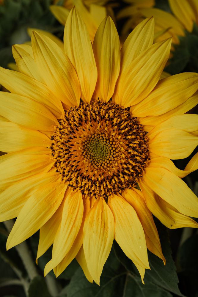 Фотография автора Zhenia Vladimirova