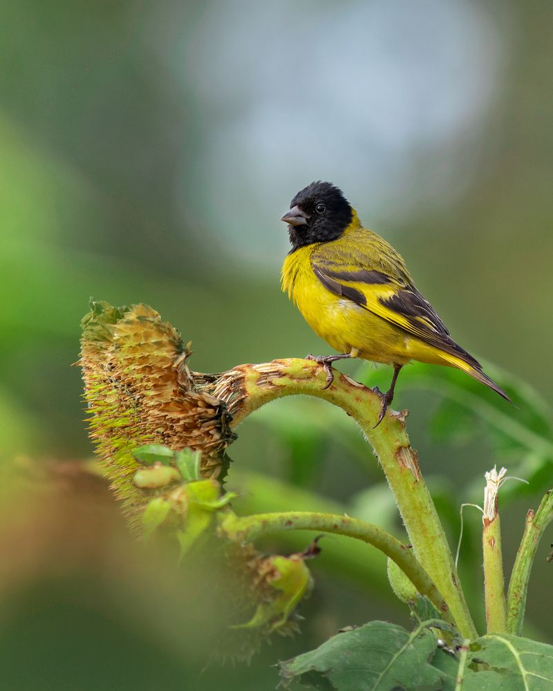 Photograph by Valdir Hobus