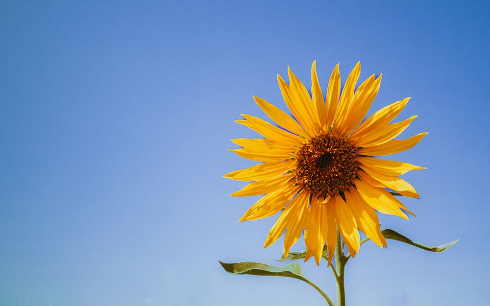 Photograph by Kareem Abo el magd