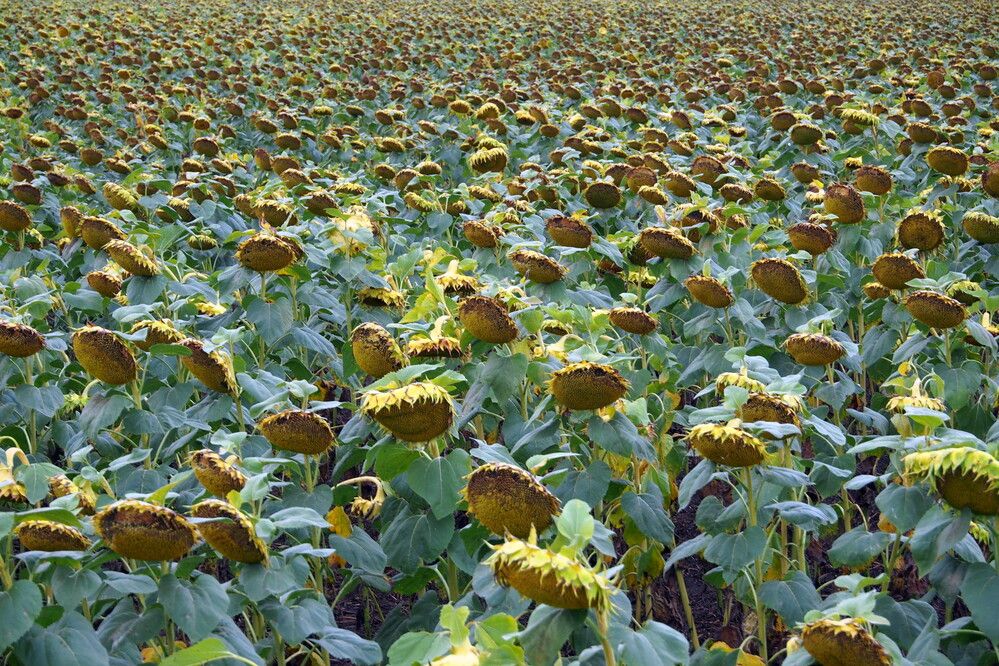 Photograph by Дмитрий Матвеев