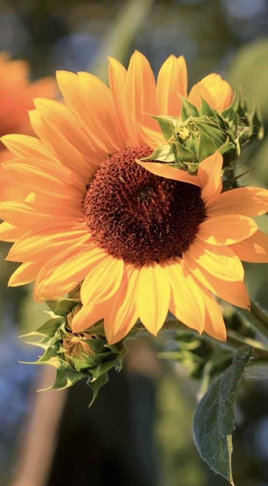 Фотография автора Ираида Гайфуллина