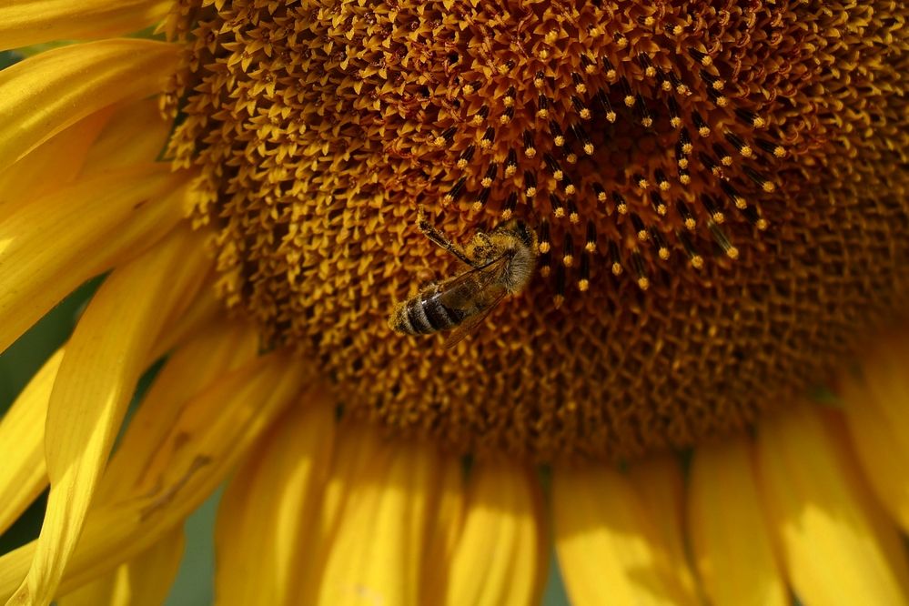 Photograph by Марина Иванникова