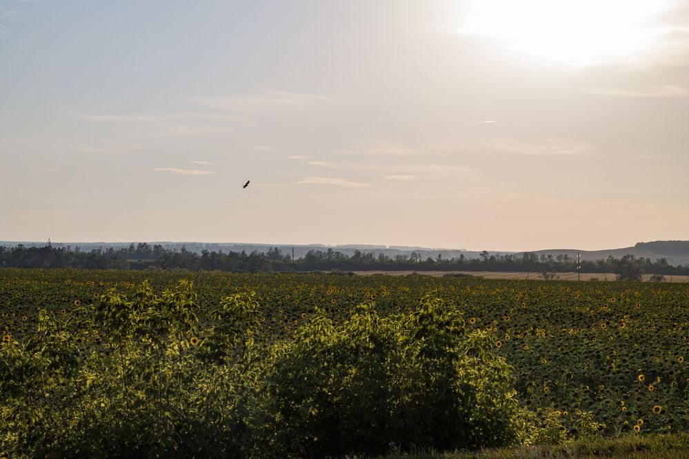 Фотография автора Дарья Рогозина