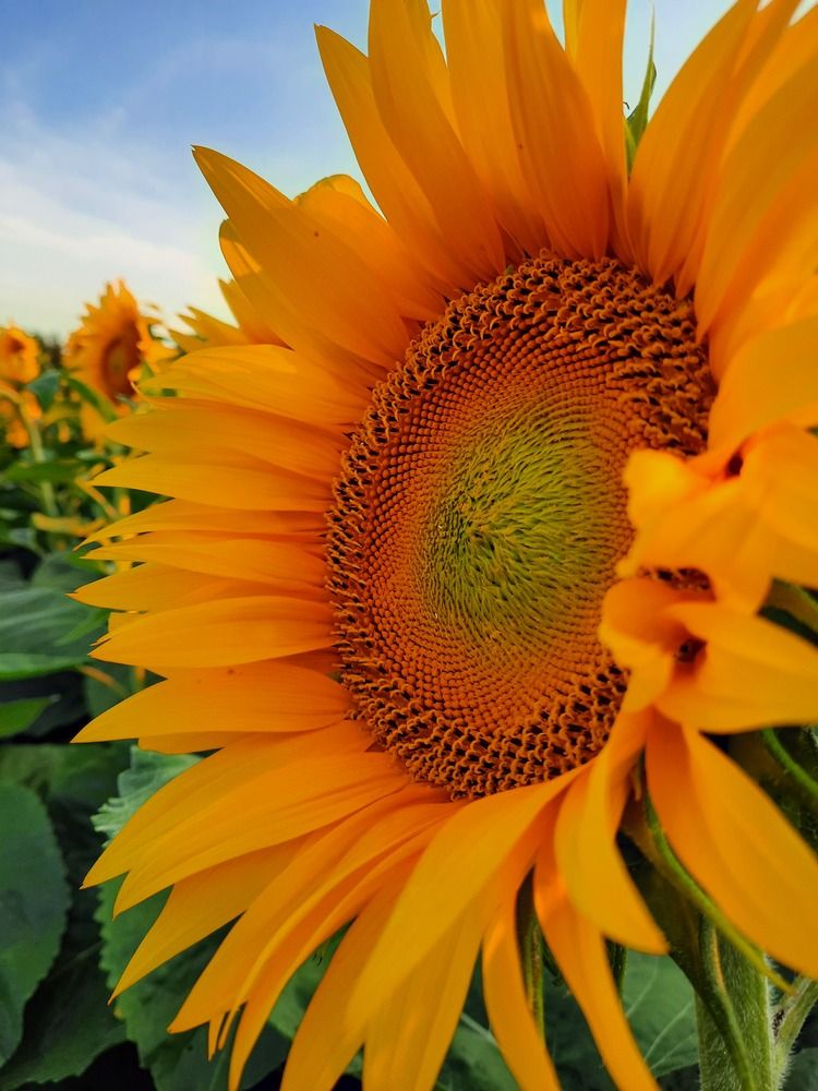 Фотография автора Татьяна Прашкевич
