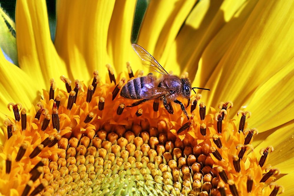 Photograph by Александр Лазебник