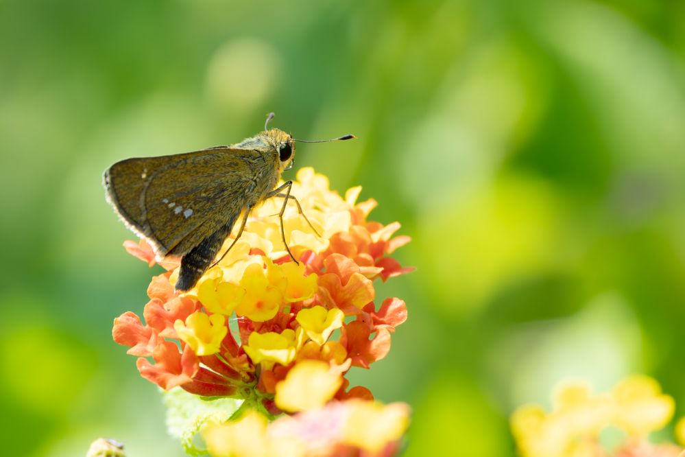 Photograph by KOHAGI