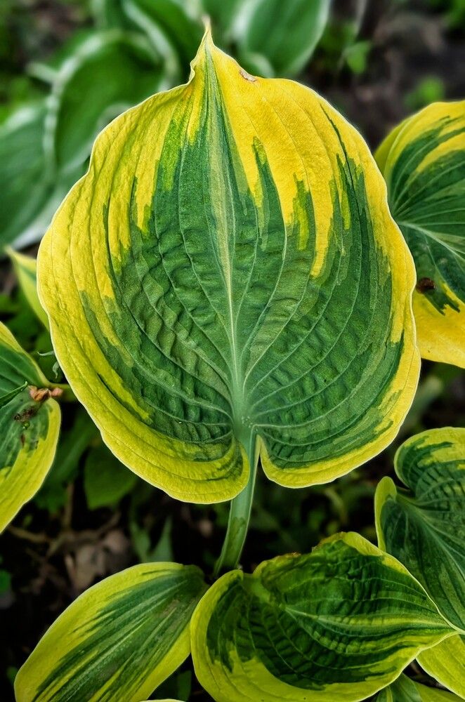 Photograph by Любовь Колмакова