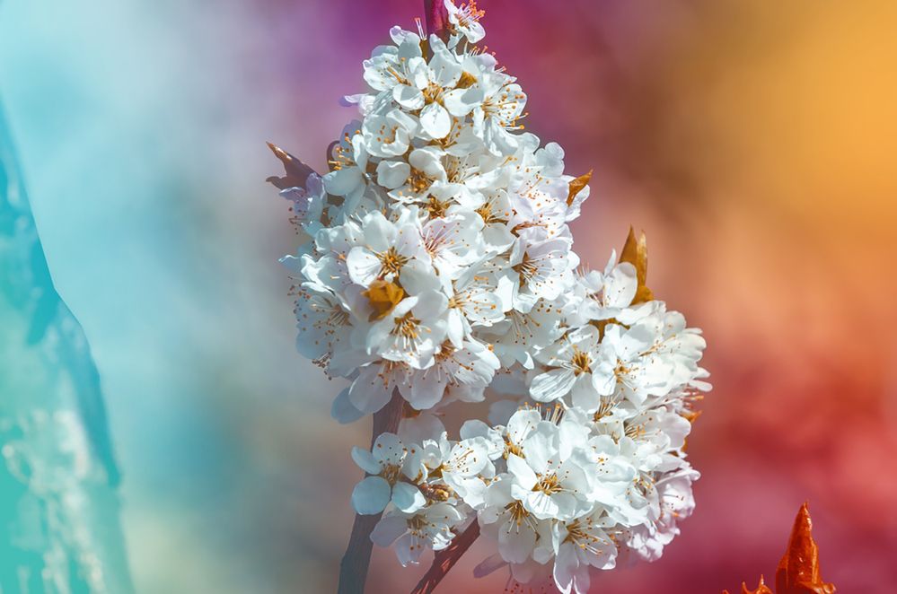 Фотография автора Михаил Бове