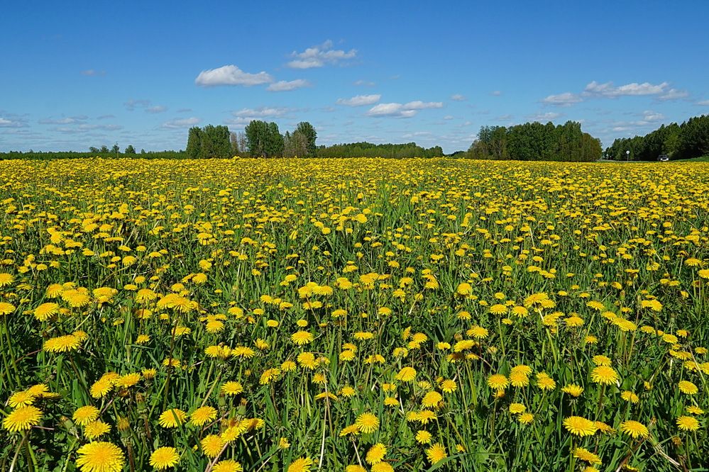 Когда цветут одуванчики
