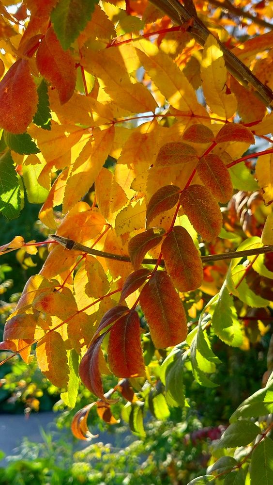 Photograph by Анастасия Горбачева