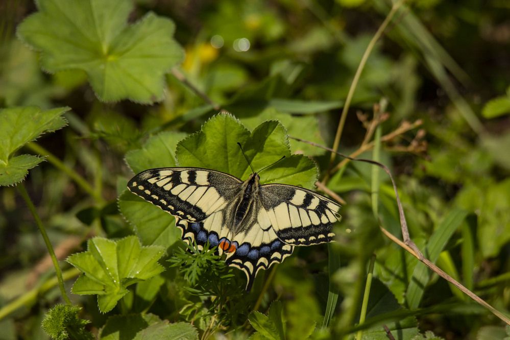 Photograph by Елена Перминова