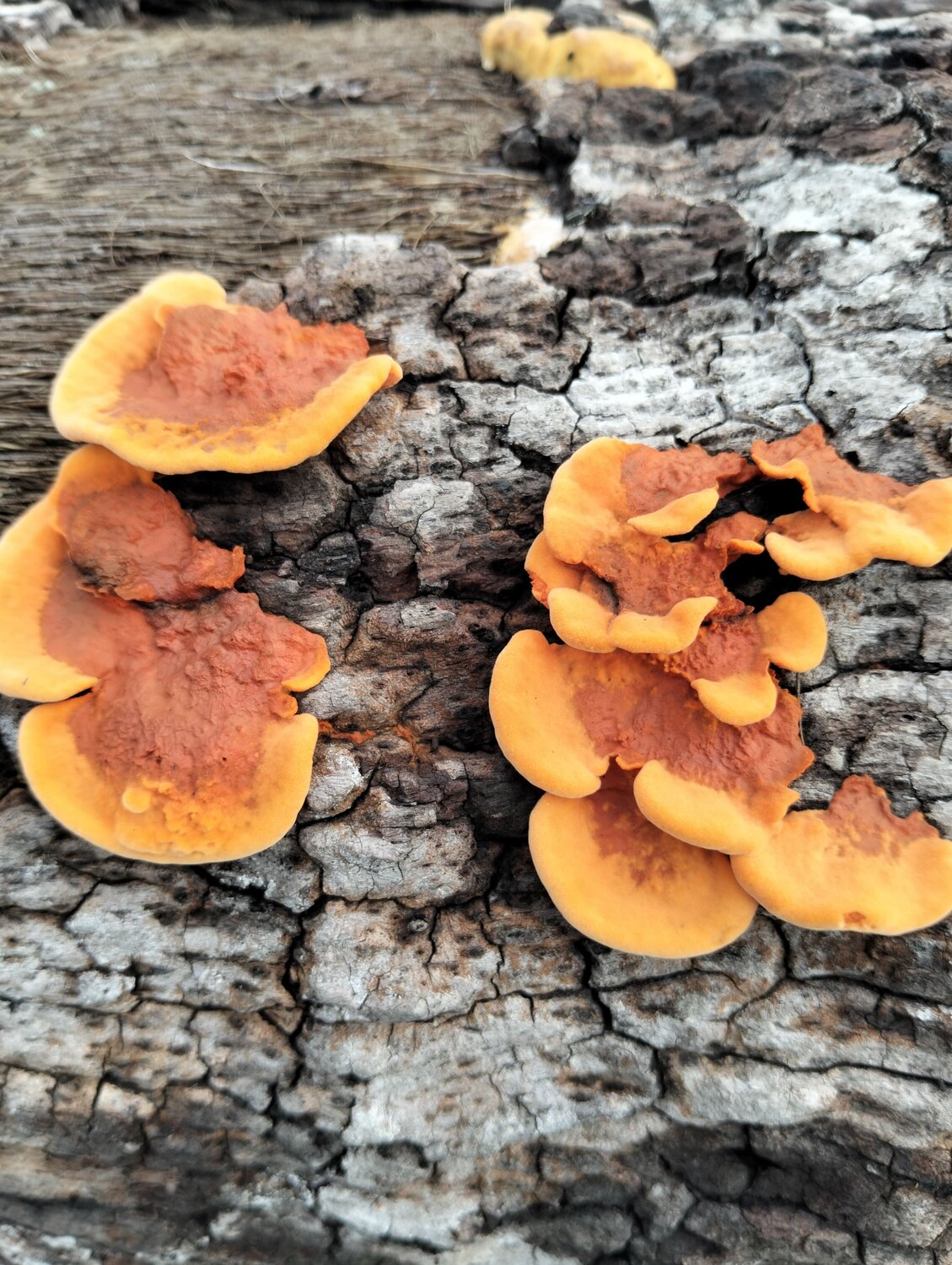 Yellow orange Mushroom