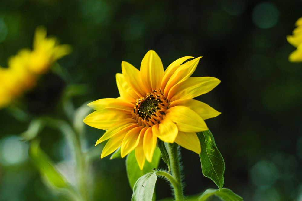 Sunflower