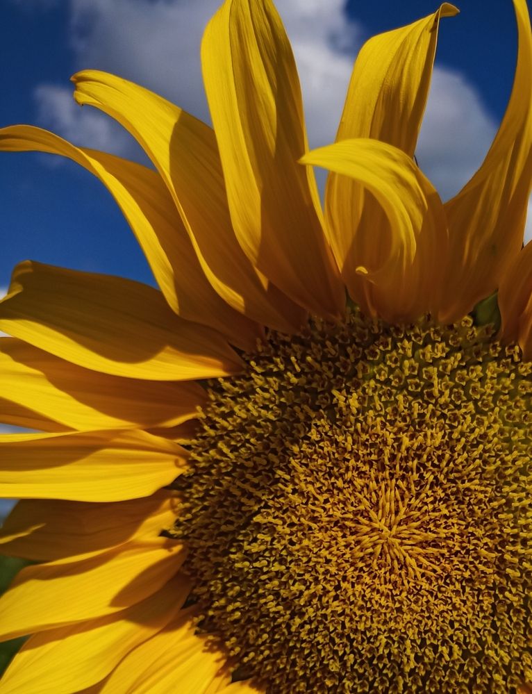 Фотография автора Татьяна Шахова