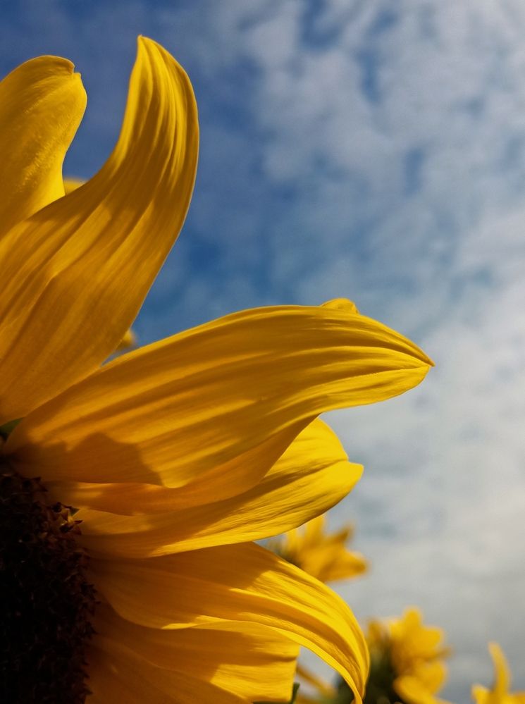 Фотография автора Татьяна Шахова