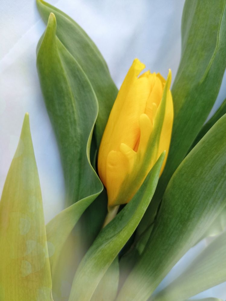 Фотография автора Татьяна Шахова