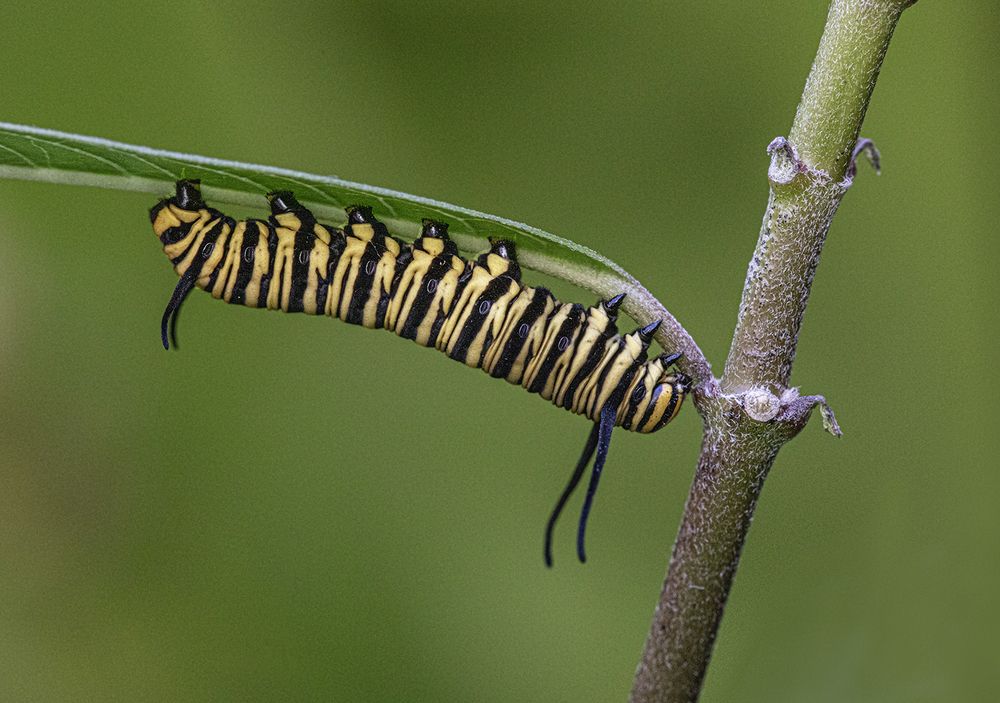 Фотография автора Marina Martorelli