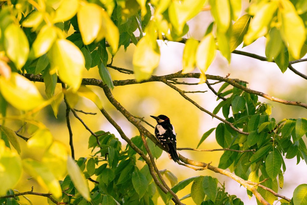 Photograph by Mafaz Abdeen