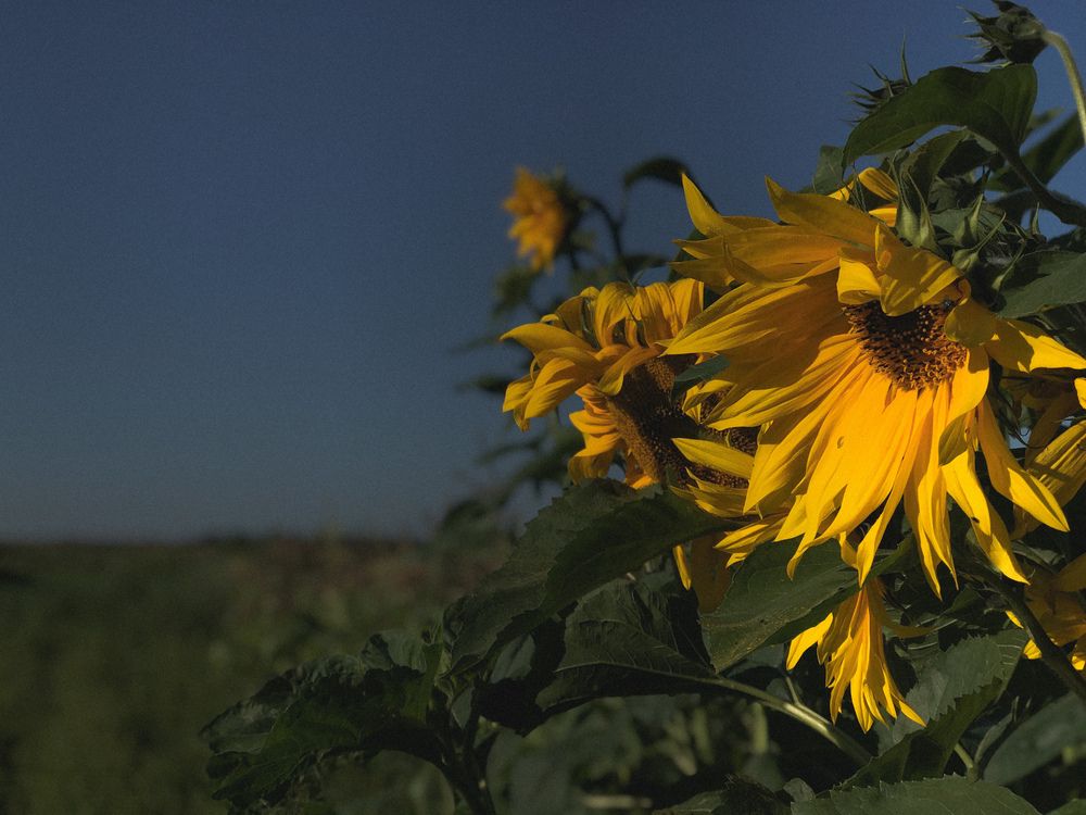 Photograph by Светлана Долганова