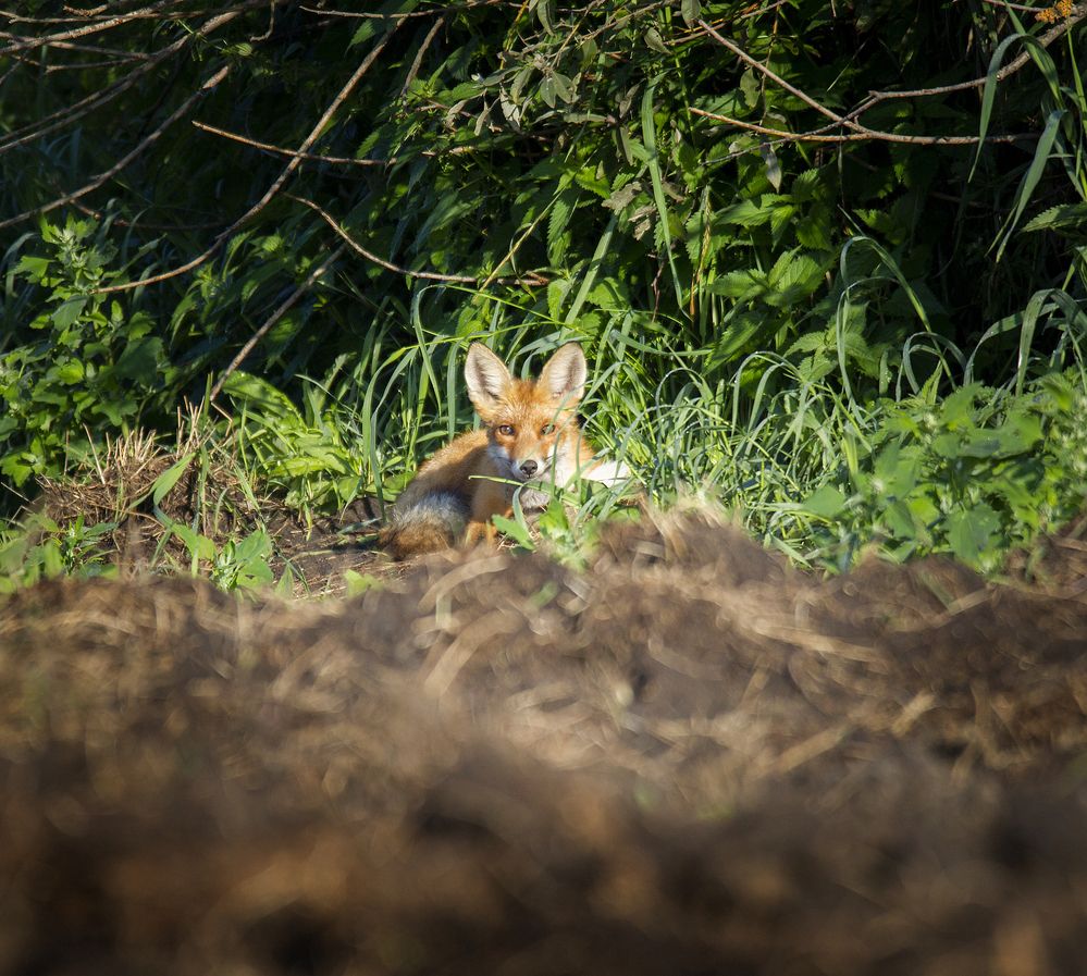 Photograph by Дмитрий Черепков