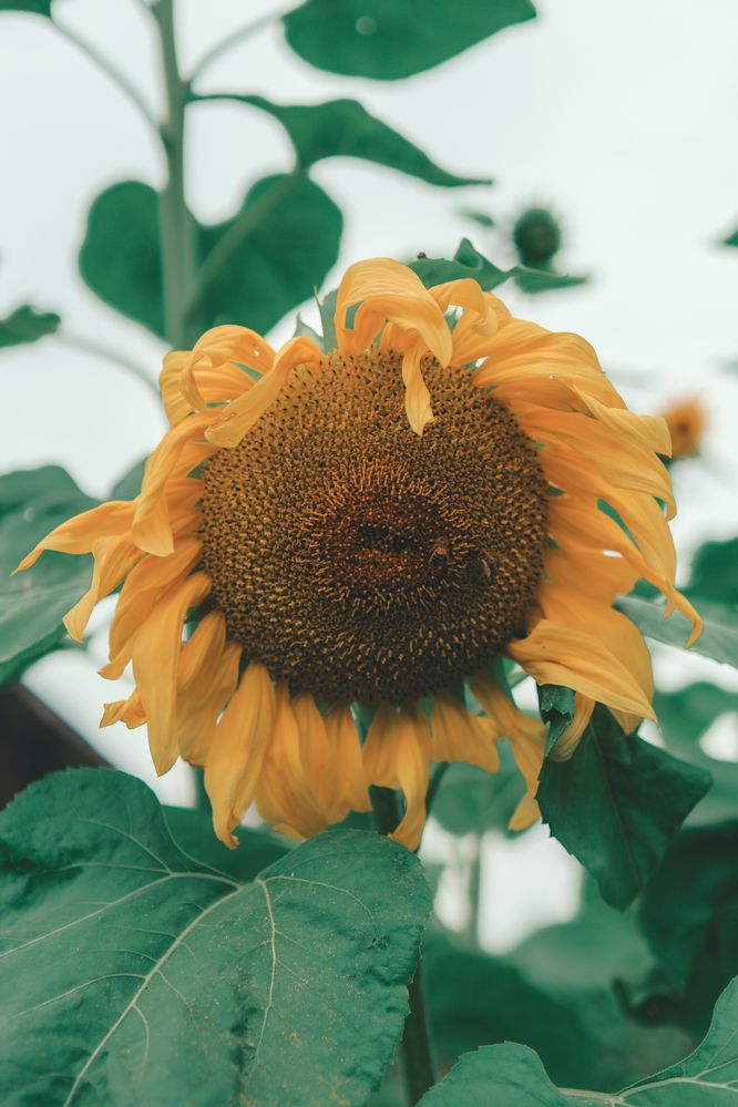 Photograph by Siarhei Makarski