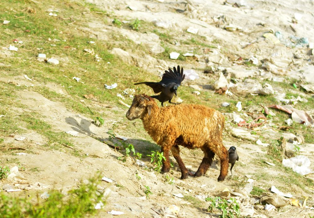 Photograph by Md. Tariq Been Habib