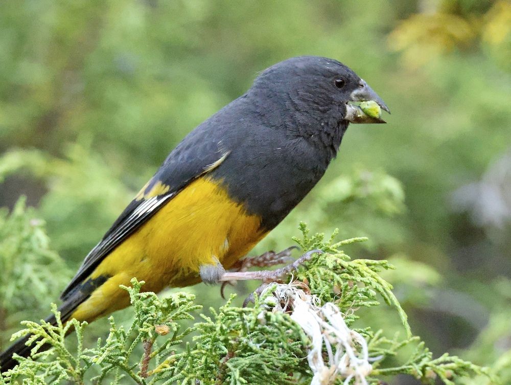 Фотография автора Голубков Леонид