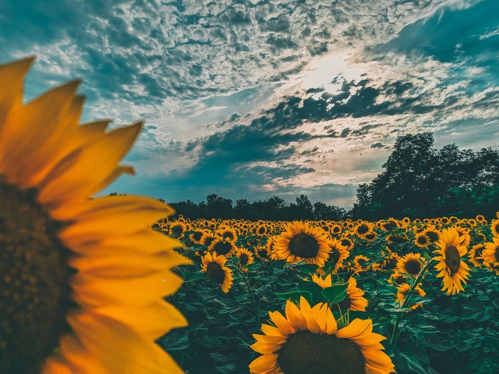 Photograph by Максим Белоус