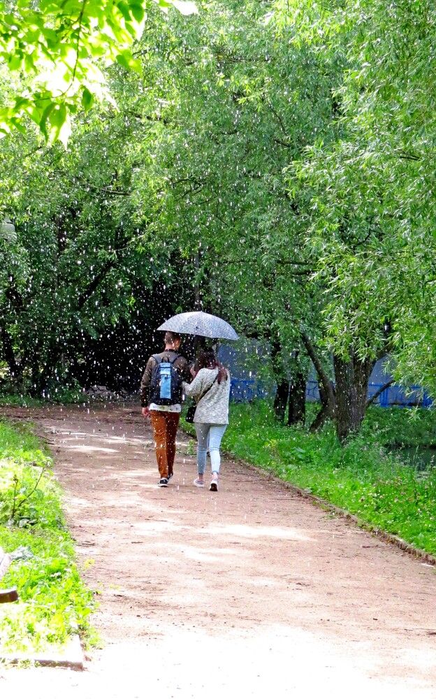 Грибной дождь