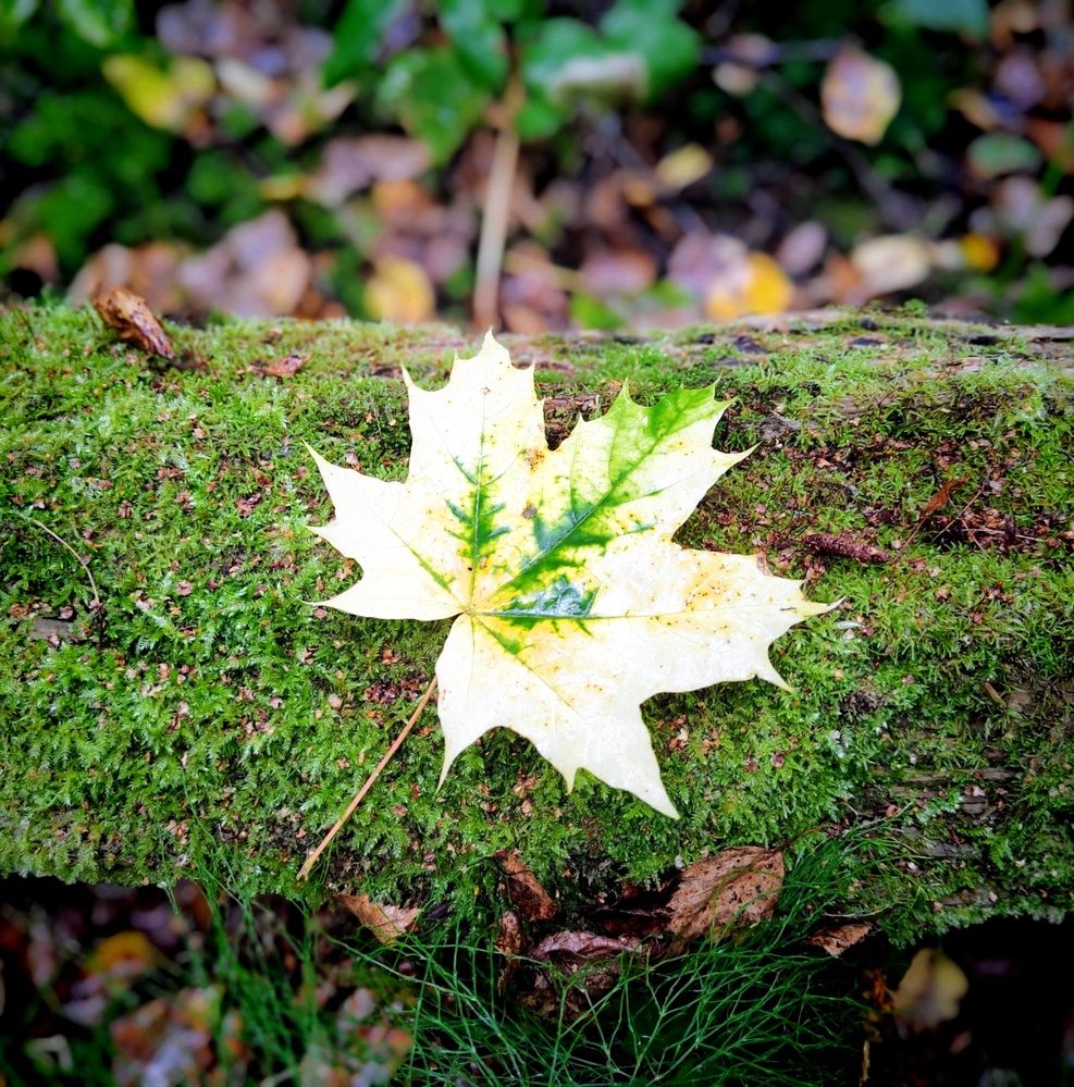 Photograph by Ольга Рыбина