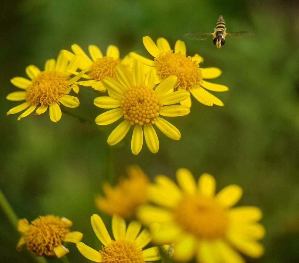 Hoverfly