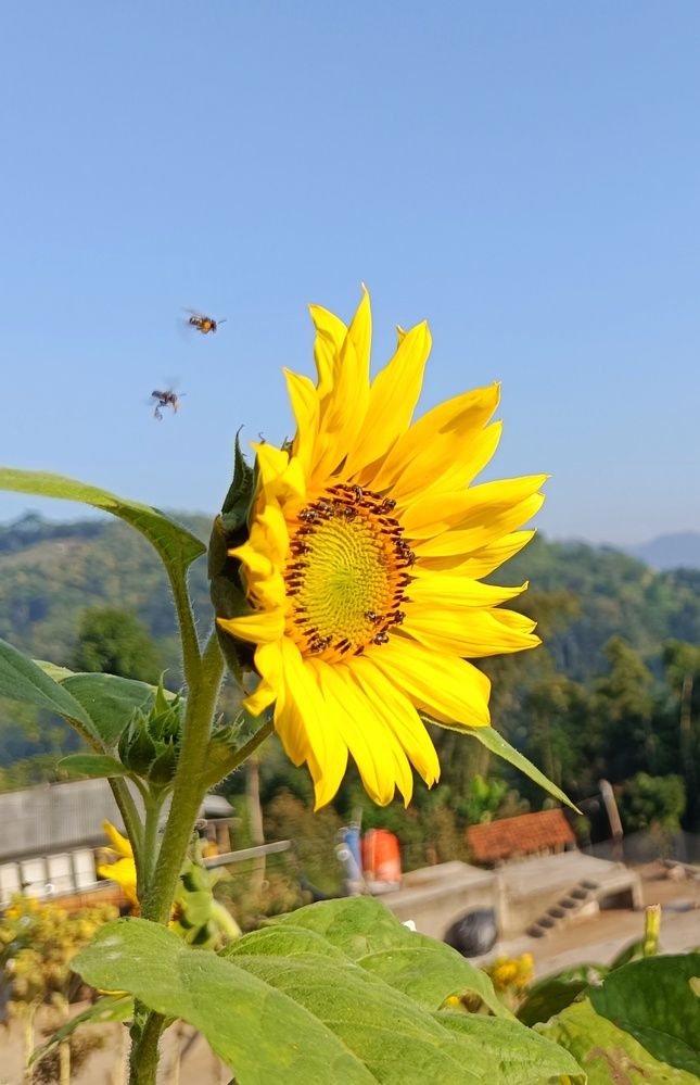 Photograph by Oscar Simon Wiryahanjaya