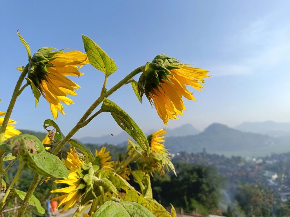 Photograph by Oscar Simon Wiryahanjaya