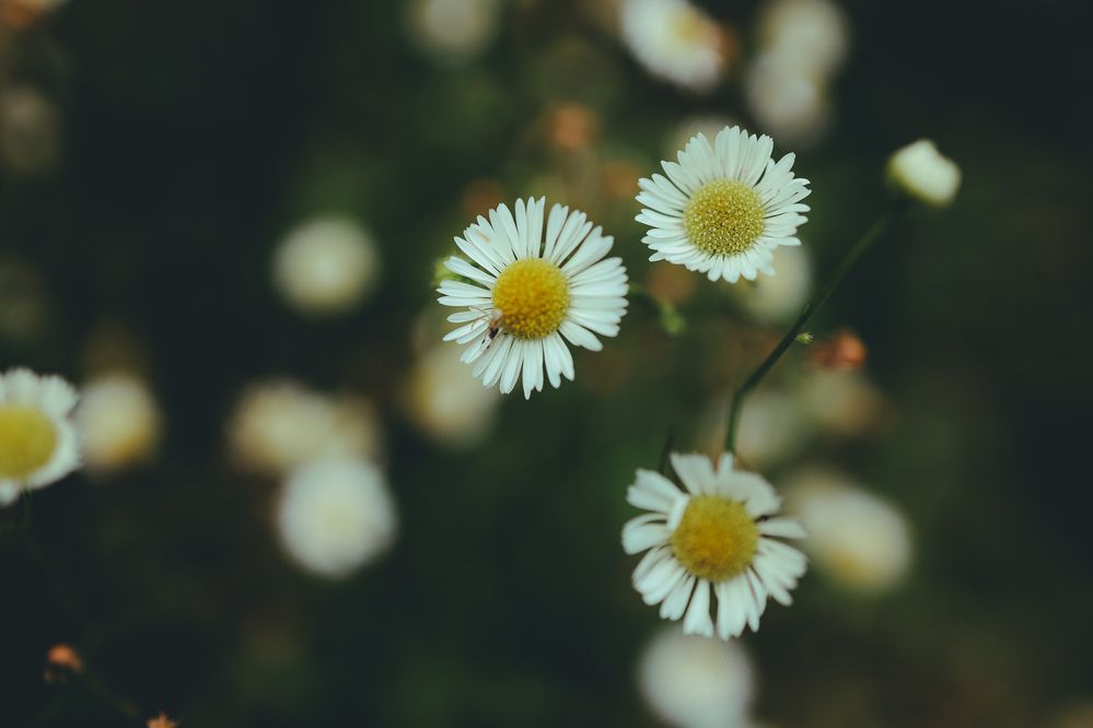 Фотография автора Ирина Романовская