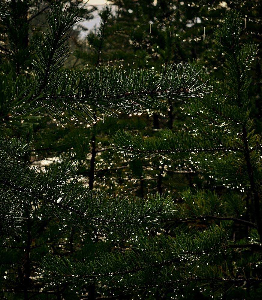 Photograph by Ирина