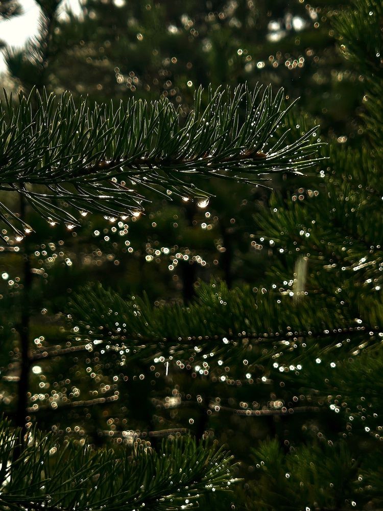 Photograph by Ирина