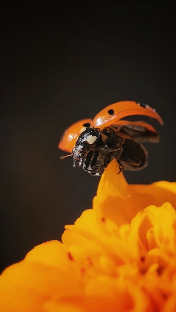 Фотография автора Юлия Таран