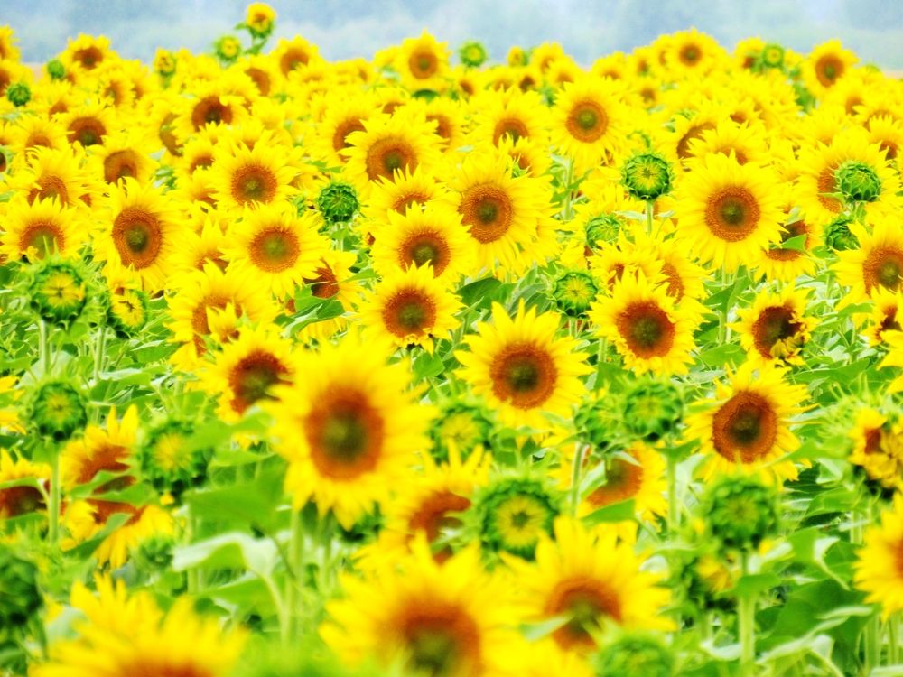 Photograph by Виктор Карпухин