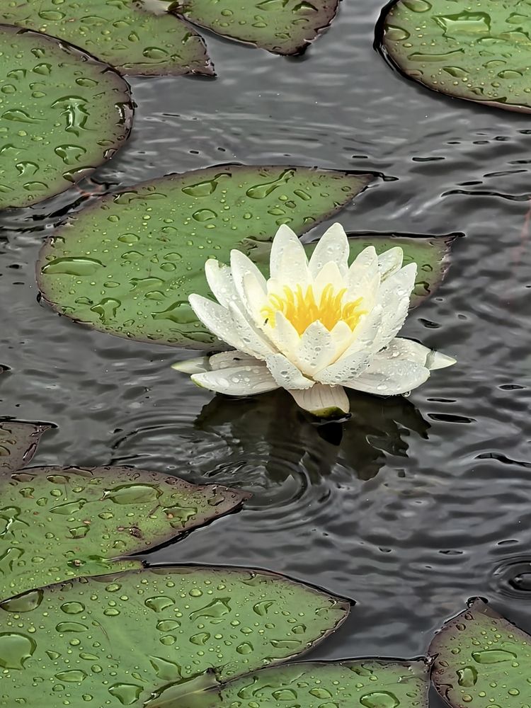 Photograph by Елена Охапкина