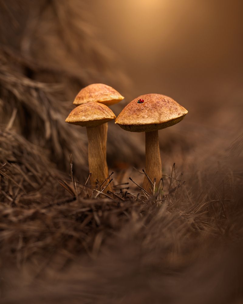 Photograph by Adriana smeu